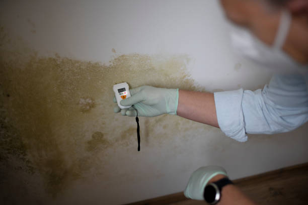 Best Local Mold Removal Service  in Haverford College, PA