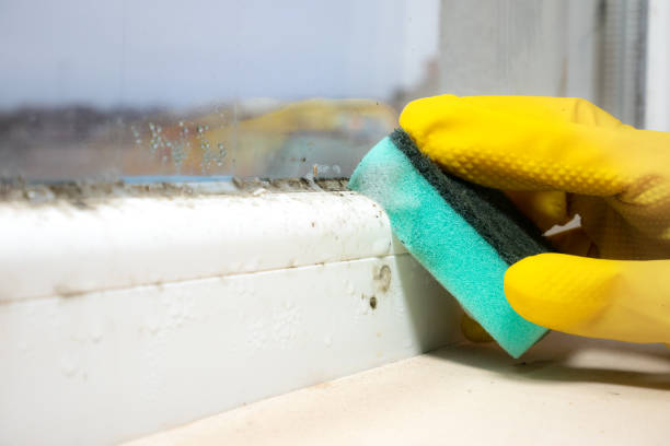 Best Residential Mold Removal  in Haverford College, PA