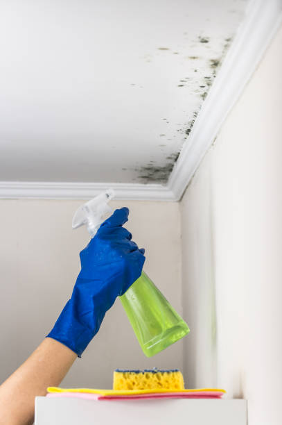Best Toxic Mold Removal  in Haverford College, PA
